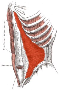 transverse muscle abdos