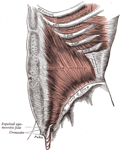oblique muscle abdos