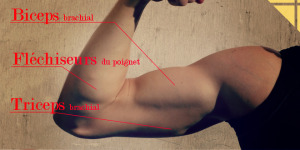 anatomie bras biceps triceps flechisseurs poignets