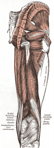 ischio jambiers anatomie