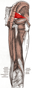 muscle fesse piriforme