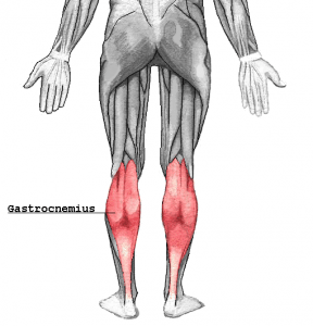 Gastrocnemius triceps sural